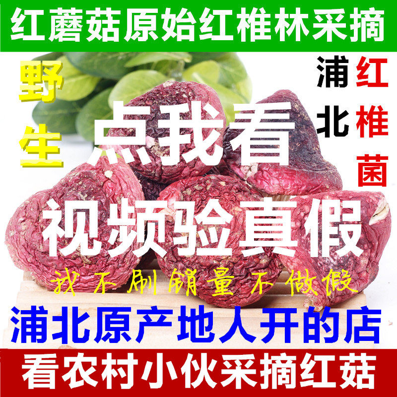 250克正宗特级 红椎菌广西 浦北森林红蘑菇 野生红菇 农村的红菌