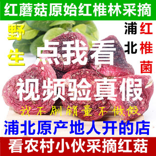 250克正宗特级 红椎菌广西 浦北森林红蘑菇 野生红菇 农村的红菌