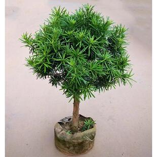罗汉松盆景大树苗雀舌罗汉松阳台盆栽四季常青基地直销带土球发货
