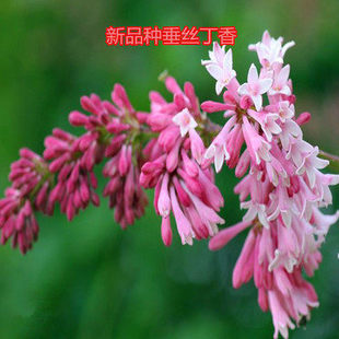 丁香花树苗浓香花卉四季开花阳台盆栽室外庭院别墅耐寒白紫色花苗