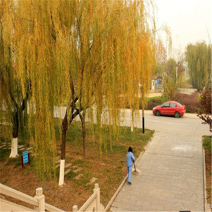 园林绿化苗木垂柳树苗速生柳树苗竹柳黄金柳苗金丝柳直生柳树枝条