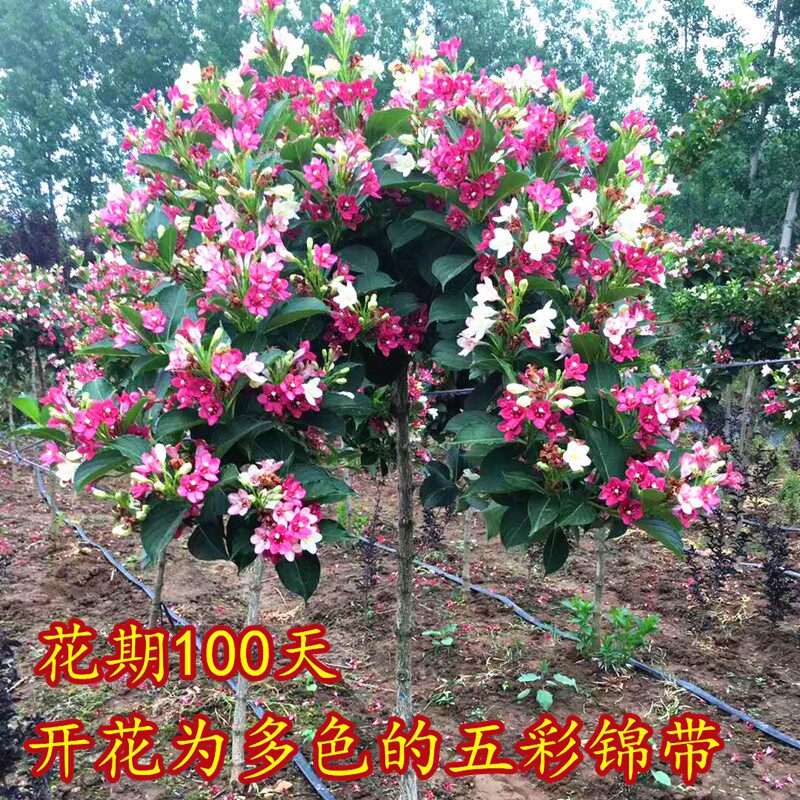 五彩锦带花树苗红王子高杆锦带别墅庭院耐寒大型盆栽地栽风景树苗
