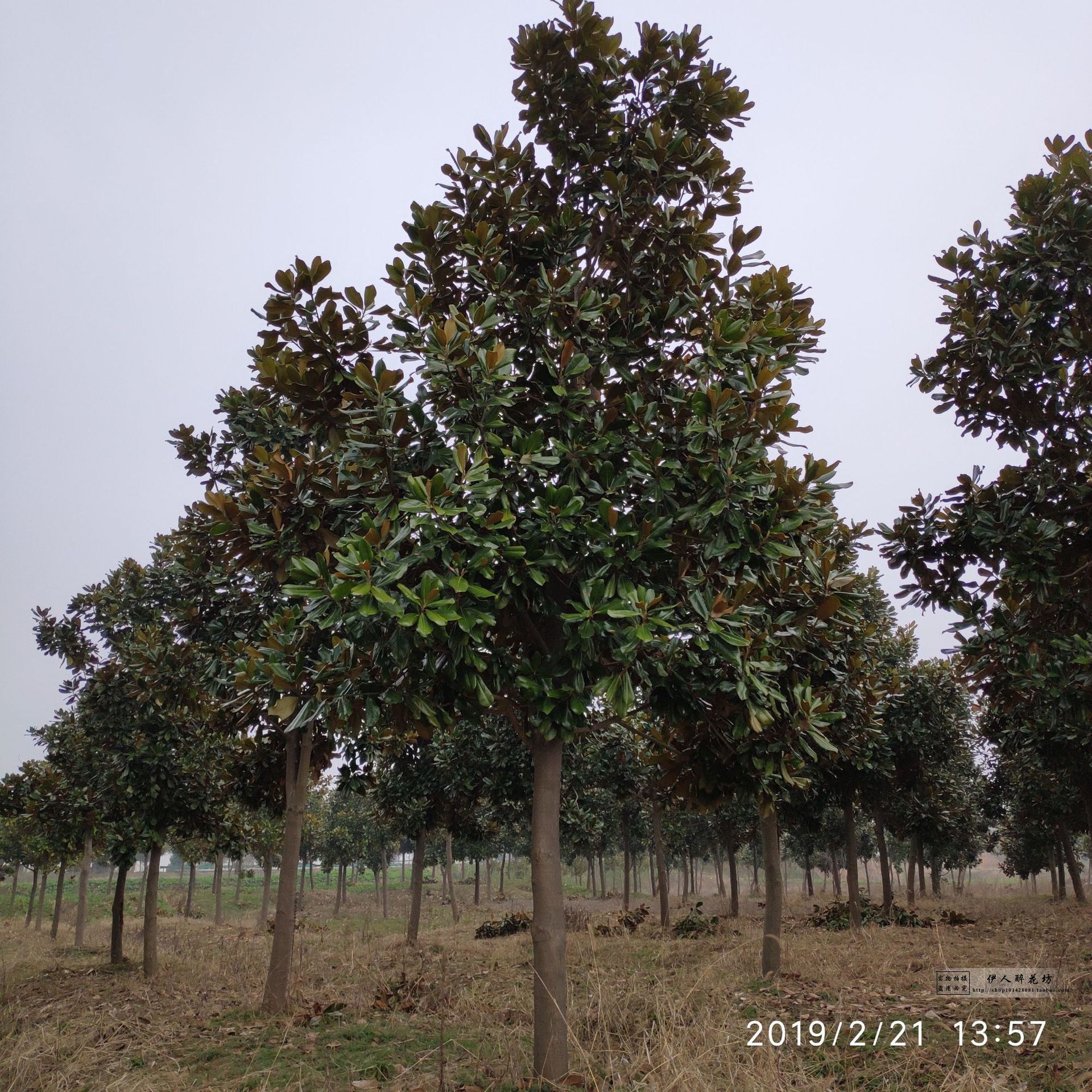 玉兰小苗广玉兰树苗四季常青荷花玉兰苗不落叶盆景庭院绿化苗