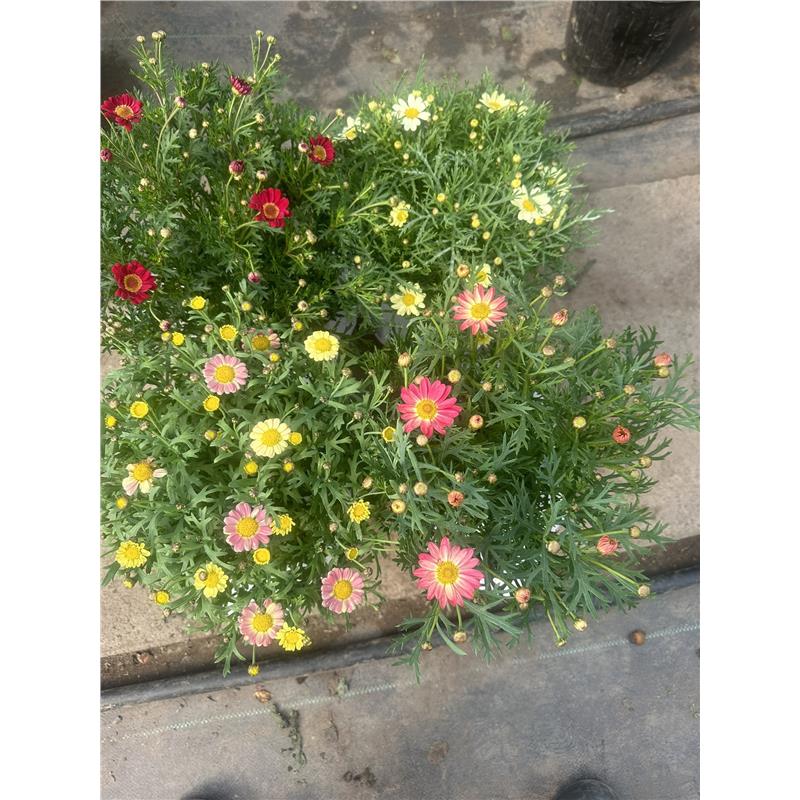 玛格丽特盆栽带花苞菊花大苗多年生四季耐寒阳台庭院开花机器花卉