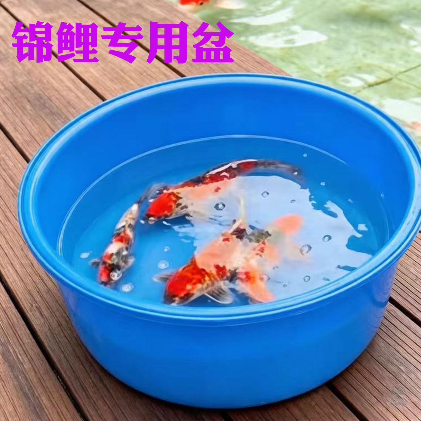 锦鲤蓝盆专用盆蓝色塑料大盆测量尺盆带网罩拍照隔离盆水族圆盆