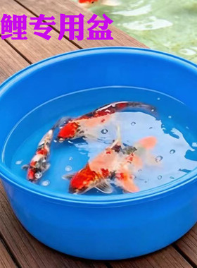锦鲤蓝盆专用盆蓝色塑料大盆测量尺盆带网罩拍照隔离盆水族圆盆
