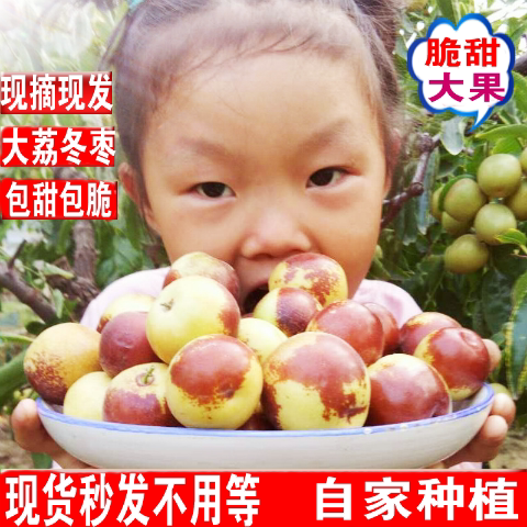 现货陕西大荔冬枣孕妇水果脆甜