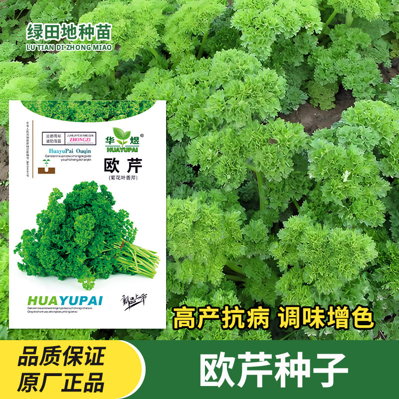 欧芹种子洋欧洲香芹种子调味沙拉香草种子芹菜籽四季庭院蔬菜种孑
