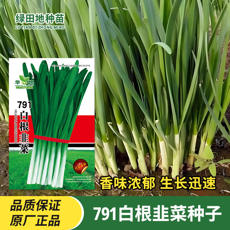 791白根韭菜种子蔬菜种子