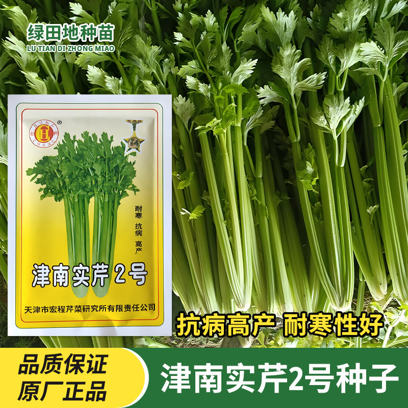 宏程津南实芹2号芹菜种子西芹耐寒清香冬芹四季夏季秋季蔬菜种子