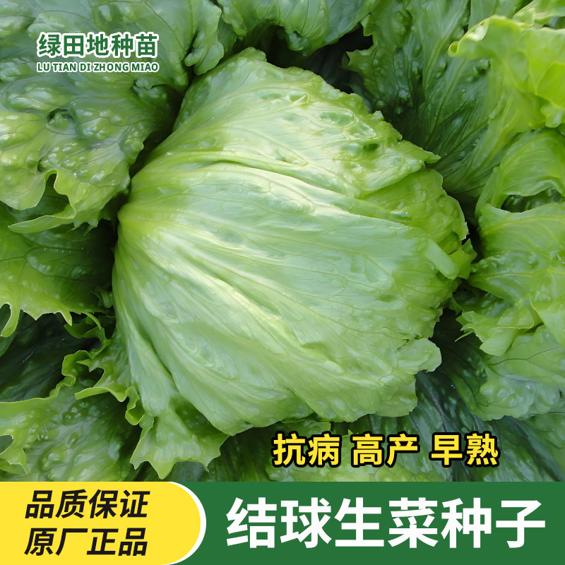 结球生菜种子汉堡沙拉圆生菜