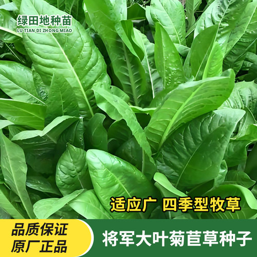 将军大叶菊苣草种子牧草种子