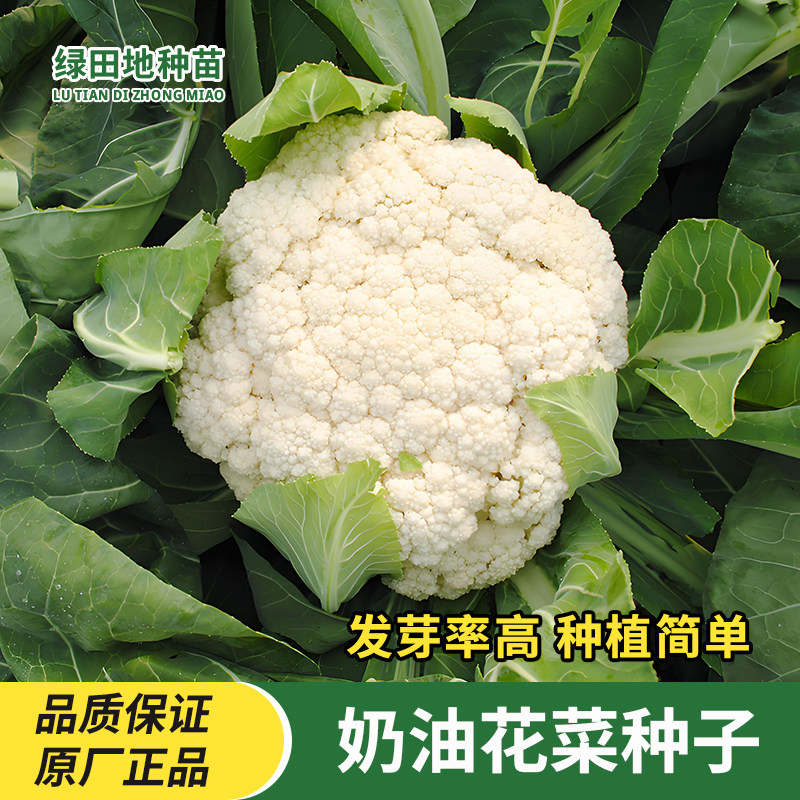 奶油花菜种子松花菜花椰菜