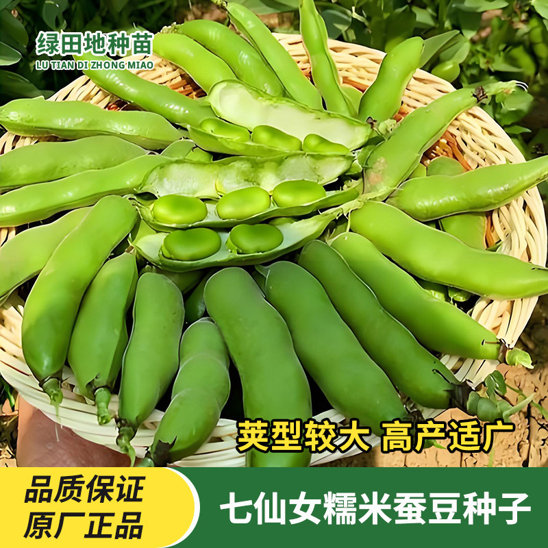 七仙女糯米蚕豆种子蔬菜种子