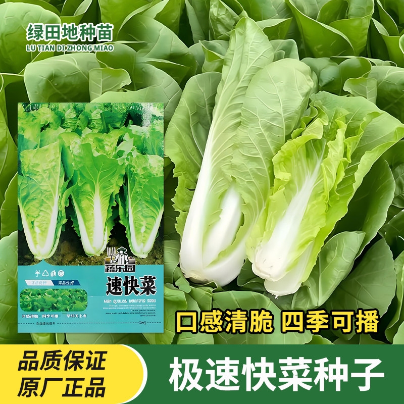 万丰极速快菜种子小白菜种子