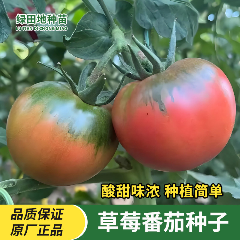 草莓番茄种子西红柿种子
