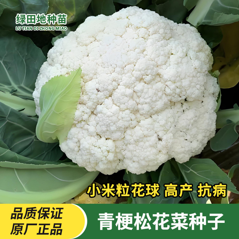 青梗松花菜种子蔬菜种子