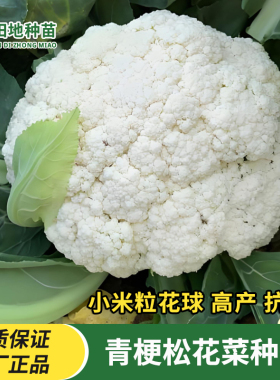 青梗松花菜种子雪花菜种子白色黄心菜花种籽西兰花苗松花椰菜种子