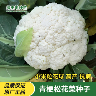 青梗松花菜种子雪花菜种子白色黄心菜花种籽西兰花苗松花椰菜种子