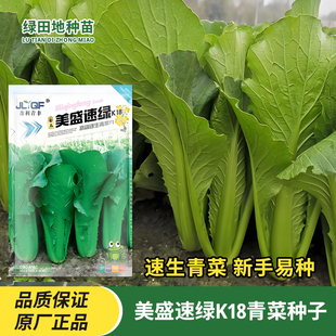 美盛速绿青菜种子耐抽薹青菜种籽肉厚脆嫩四季春季秋季蔬菜种子籽
