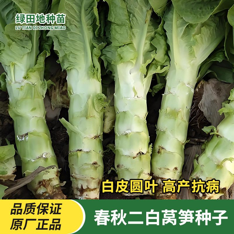 春秋二白皮圆叶莴笋种子