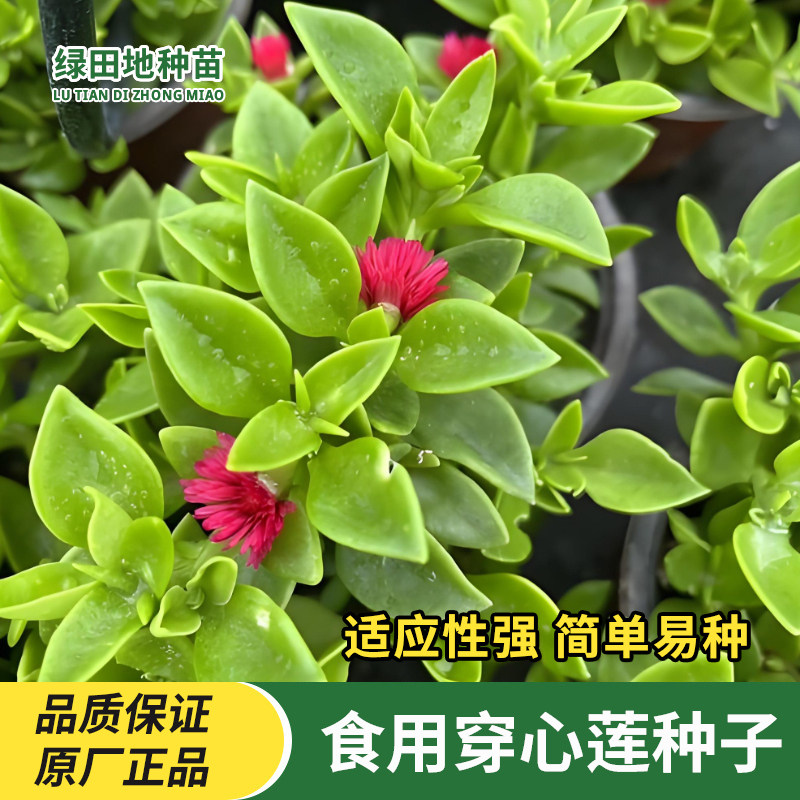 食用穿心莲种子特色菜种子