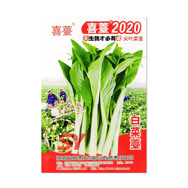 天成喜苔2020白菜苔种子尖叶菜心