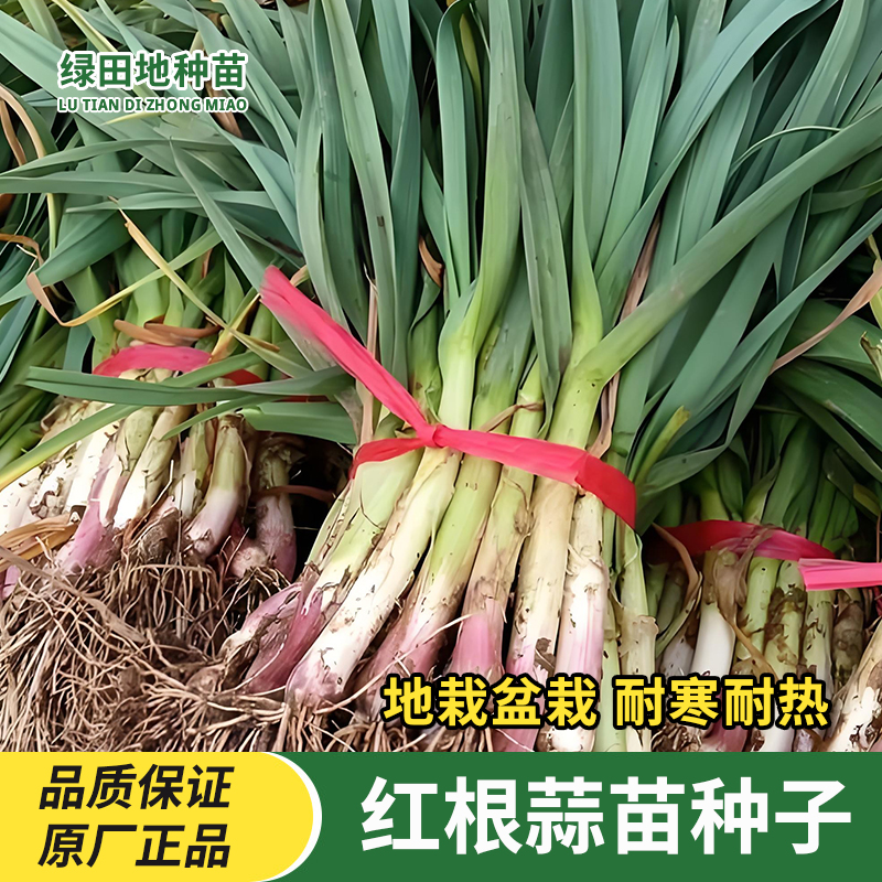 红根蒜苗种子宽叶蔬菜种子