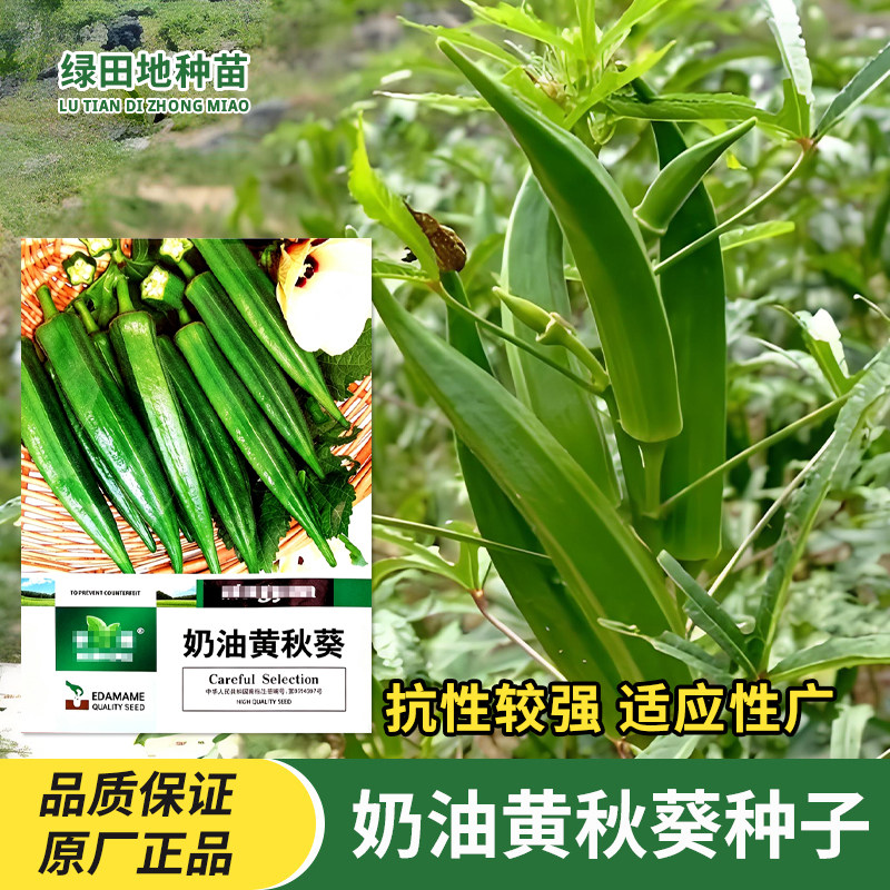 华煜奶油黄秋葵种子蔬菜种孑