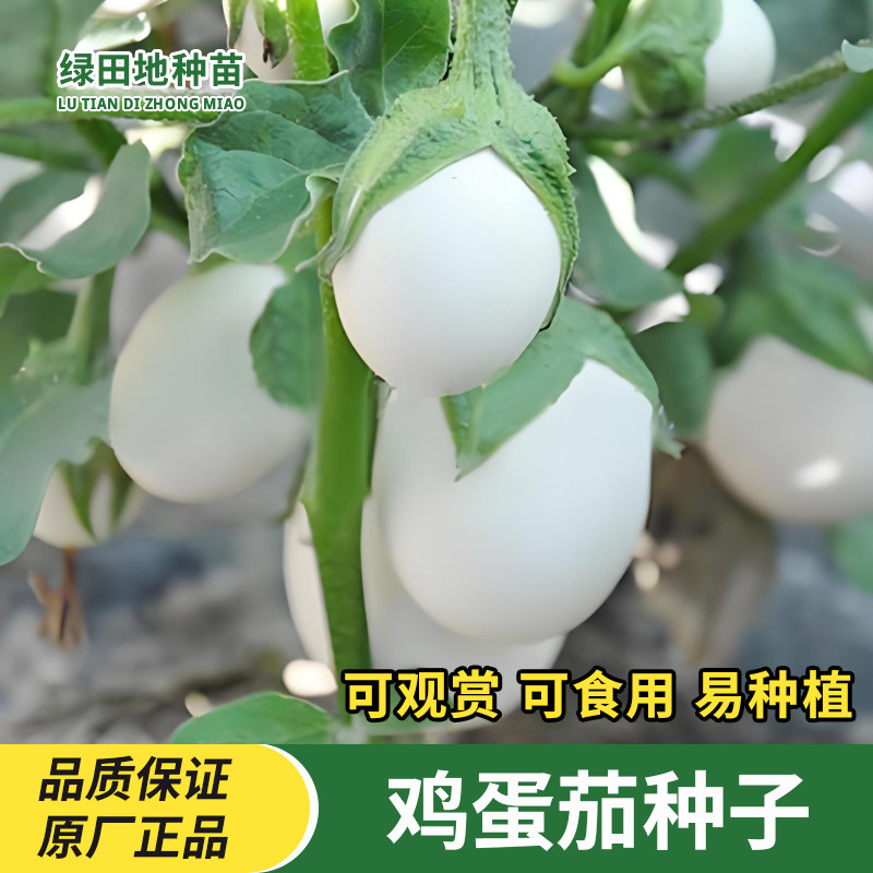 鸡蛋茄种子白鸡蛋茄子种子菜籽四季易种阳台观赏食用植物蔬菜种子