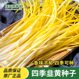 浓香韭黄种子宽叶黄色韭菜籽耐低温弱光农家盆栽四季种植蔬菜种子