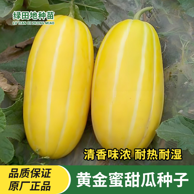黄金蜜甜瓜种子香瓜水果种子
