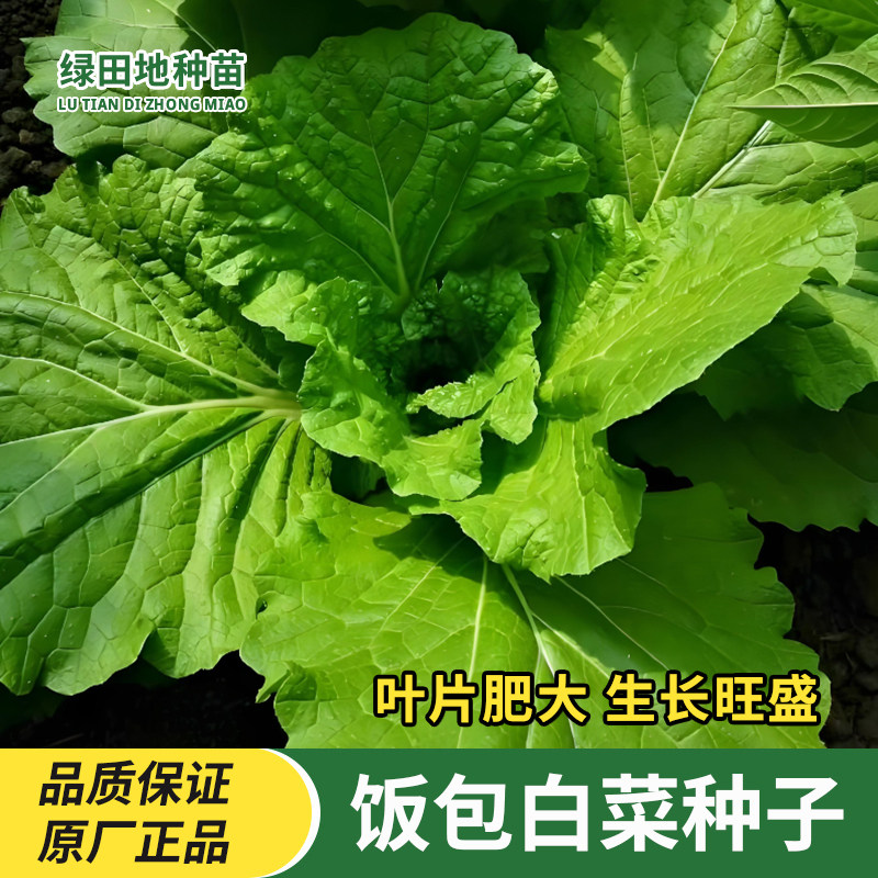 饭包白菜种子劈帮白菜