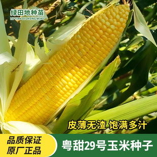 正品粤甜29号玉米种子超甜水果玉米种子包谷苞米早熟高产皮薄无渣