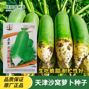 环农天津沙窝萝卜种子青萝卜绿皮绿肉脆甜水果萝卜农田菜园蔬菜籽