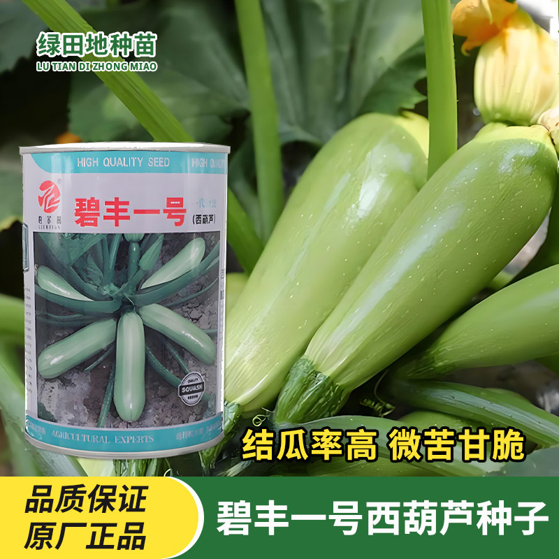 碧丰一号西葫芦种子蔬菜种子