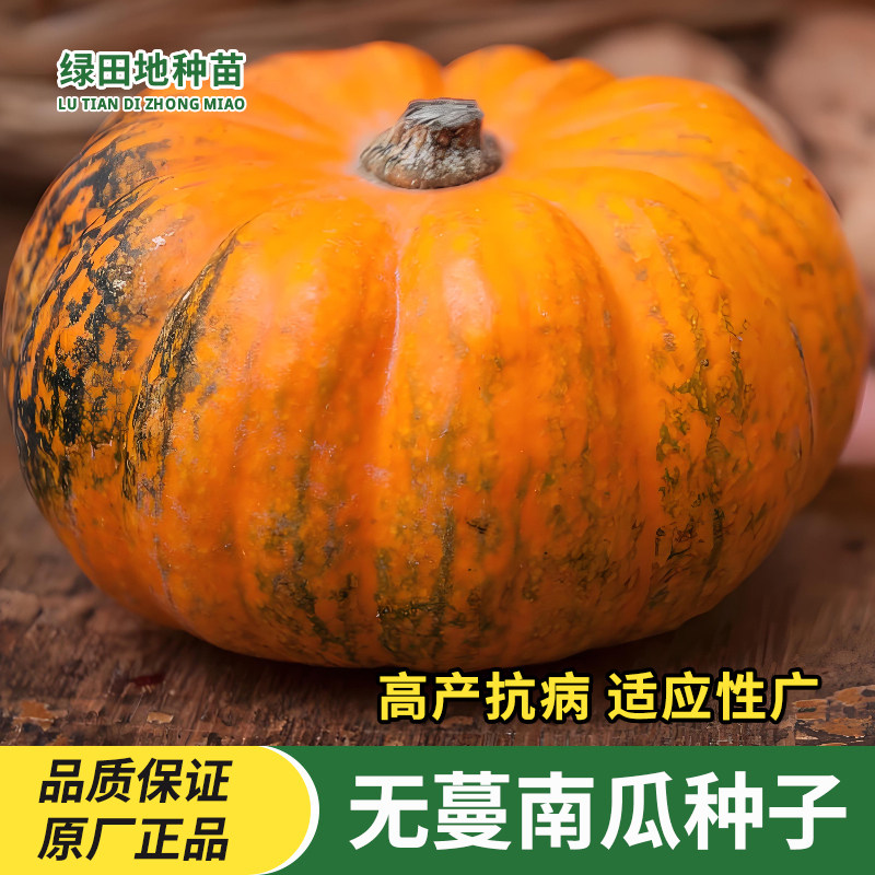 无蔓南瓜种子甜面南瓜