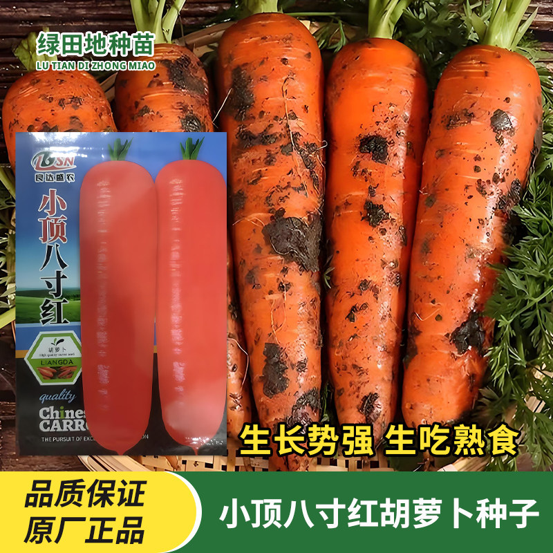 小顶八寸参胡萝卜种子