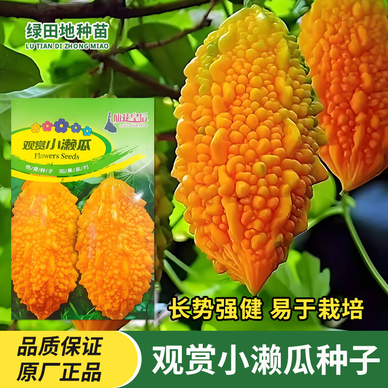 观赏小濑瓜种子小癞瓜赖葡萄金铃子黄金小苦瓜金玲子农家蔬菜种子