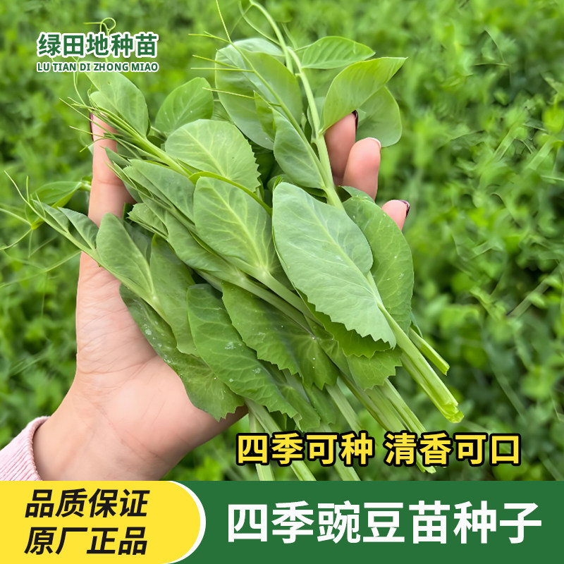 四季豌豆尖种子豌豆苗