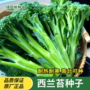 西兰苔种子西洋芥兰种籽小西蓝花芥蓝菜苔菜心四季家庭蔬菜种子