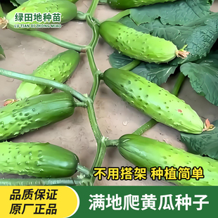 懒人满地爬水果黄瓜种子绿心瓜种籽高产旱黄瓜阳台春秋季蔬菜种子