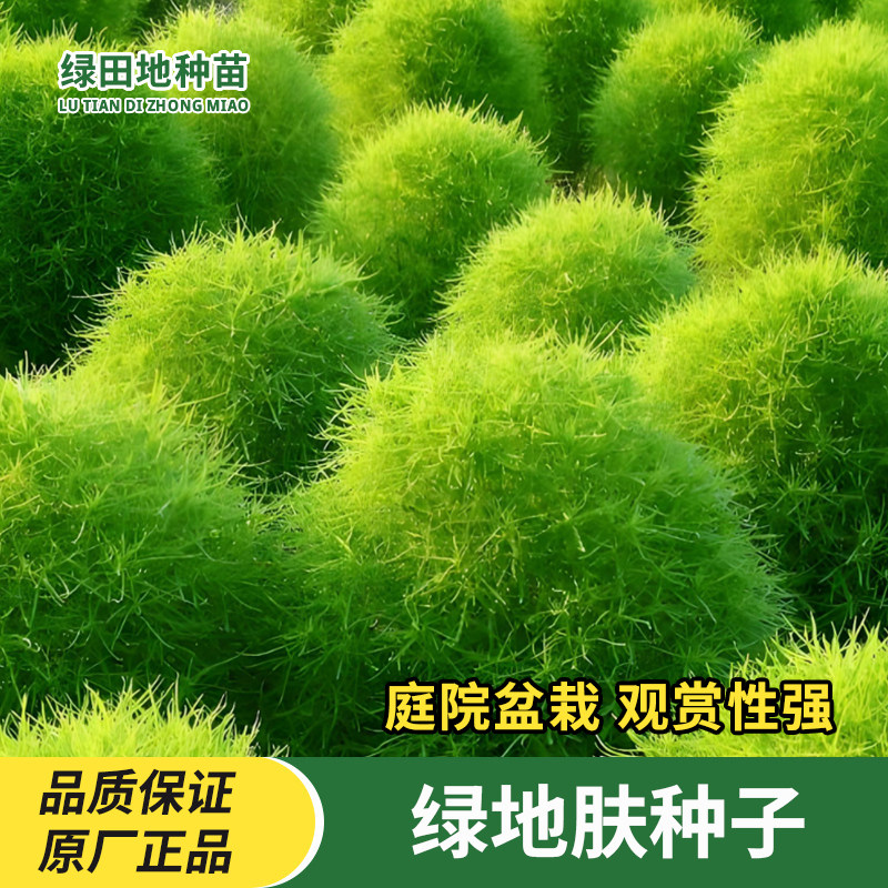 绿地肤种子花卉花种子