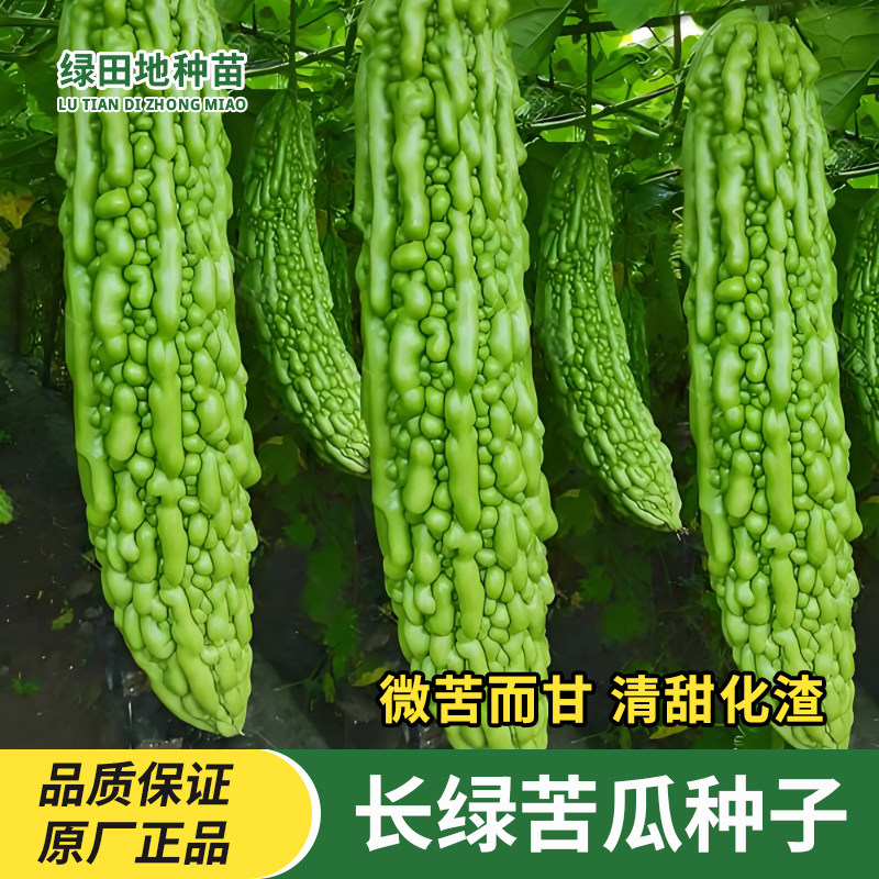 长绿苦瓜种子大青苦瓜绿疙瘩苦瓜种籽庭院阳台春秋季蔬菜种子高产