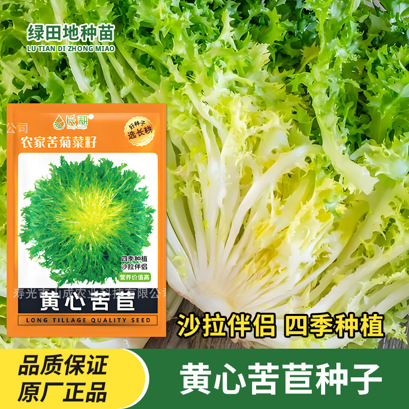 长耕黄心苦苣种子农家苦菊种籽