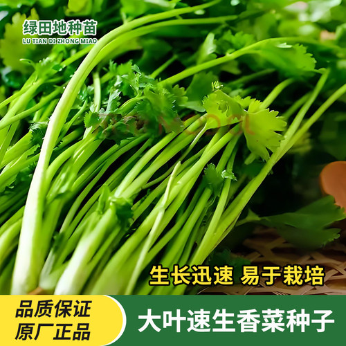 大叶速生香菜种子蔬菜种子