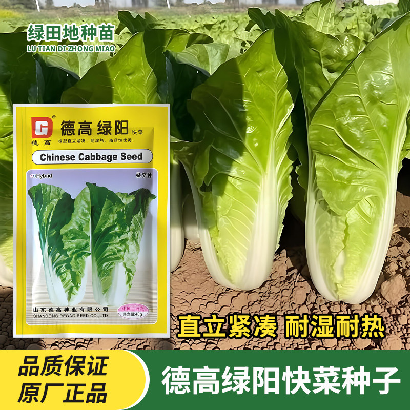 德高绿阳快菜种子奶油小白菜黄心耐热耐湿夏季秋季秋播蔬菜种子籽