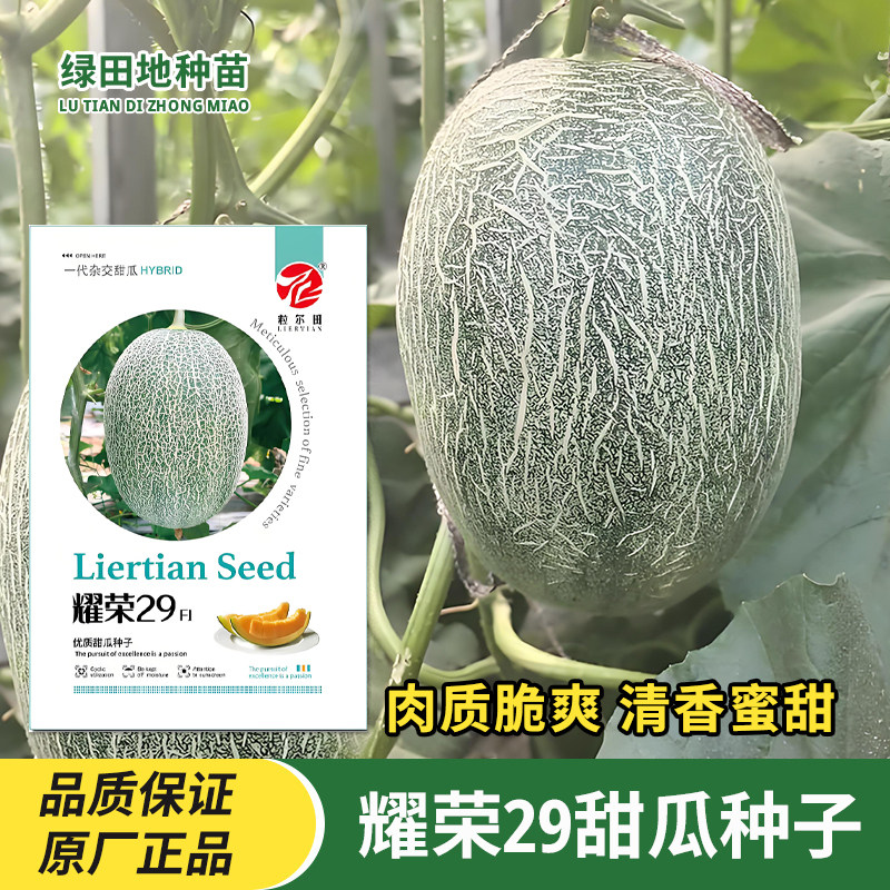 粒尔田耀荣29甜瓜种子水果种子