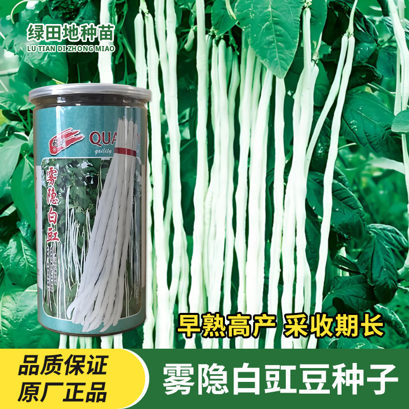 雾隐白豇豆种子长白玉豇豆籽
