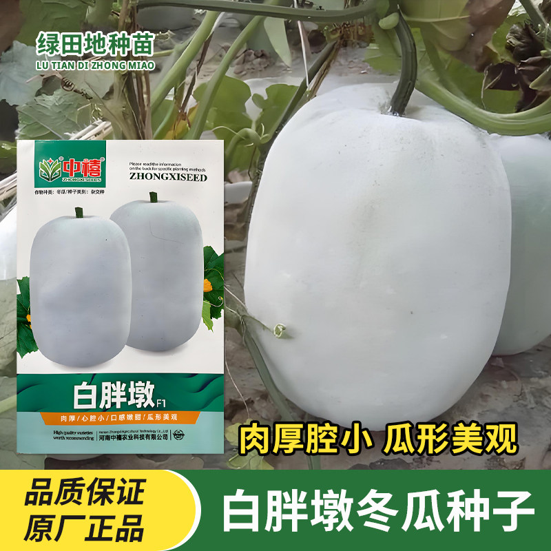 中禧白胖墩冬瓜种子粉皮冬瓜种籽